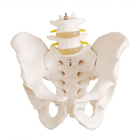 Life Size Pelvis With 2pcs Lumbar Vertebrae XC 128 ESMC Xinch China