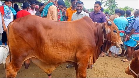 আজ শুক্রবার ১৮ আগষ্ট২৩ মাংসের ওজনে চট্টগ্রামের ব্যবসায়ীর খামার উপযোগী ষাঁড় গরু কেনা আমবাড়ী