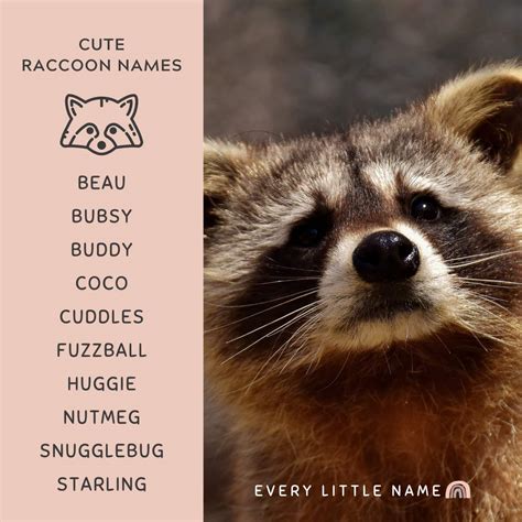 160+ Best Raccoon Names (Cool, Funny, and Cute) - Every Little Name