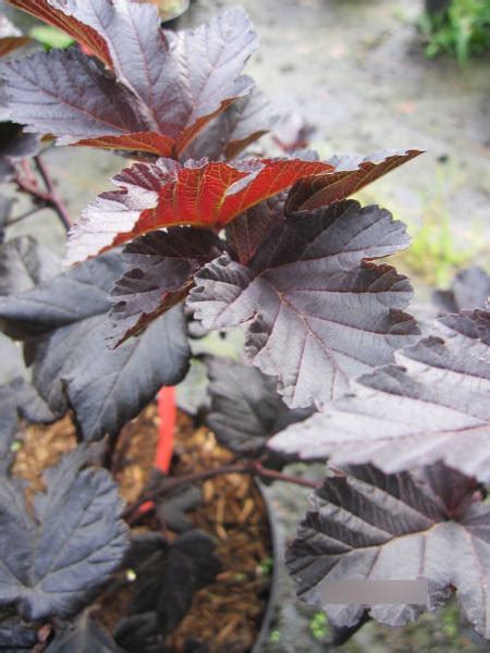 Physocarpus Opulifolius Midnight Fasanenspiere Midnight