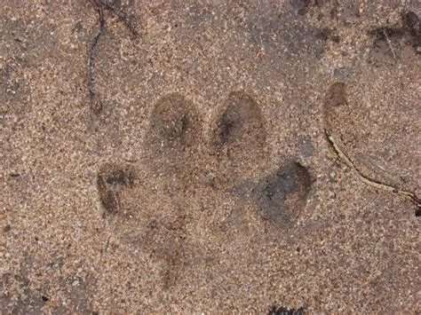 HD Animals: hippo footprint