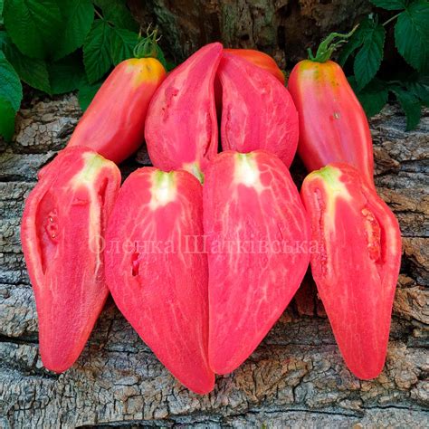 Томат Тюльпан Рожевий (Tulip Pink). – МегаТомат