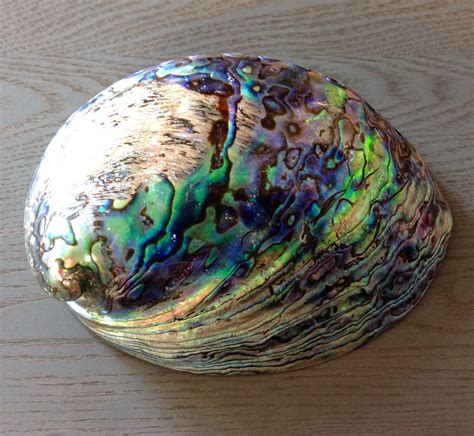 Polished Paua Shell Sea Things Ventura