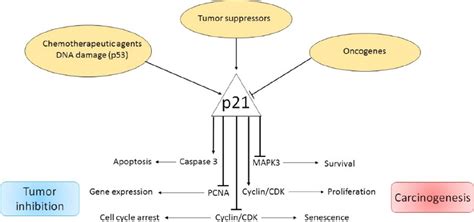 Cross Talk Between Micrornas Long Non Coding Rnas And P21 Cip1 In Glioma Diagnostic