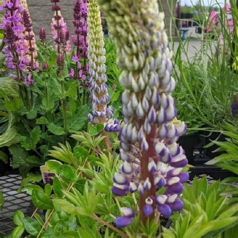 Lupine Lupinus Mini Gallery™ Blue Bicolor