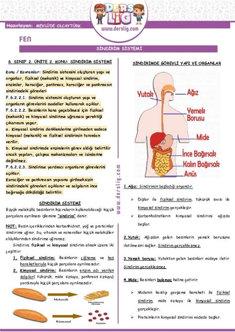 6 Sınıf Fen Bilimleri Sindirim Sistemi Konu Özeti Derslig