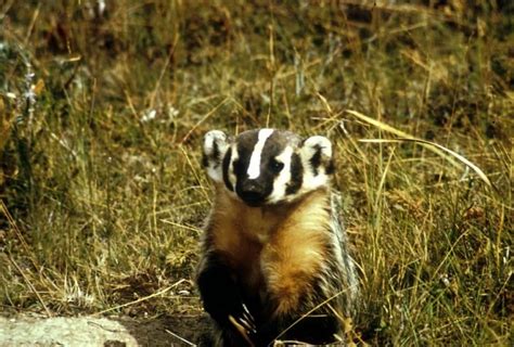 5+ Badgers free images