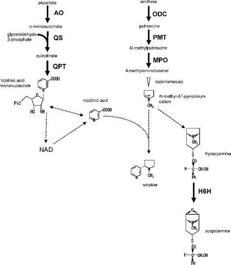 Biosynthesis Pathways Of Nicotine And Tropane Alkaloids Solid Lines