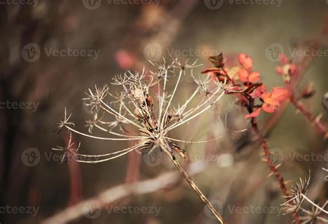 Dried Plants Stock Photos, Images and Backgrounds for Free Download