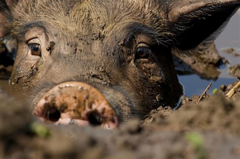 Premium Photo Close Of A Pigs Eyes Peeking Through Mud