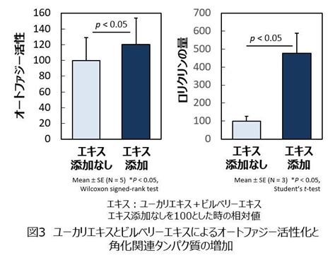 皮膚のオートファジーの活性化により健全な角層の形成が可能に ユーカリエキスとビルベリーエキスにオートファジー活性化作用を発見 ビューティーポスト