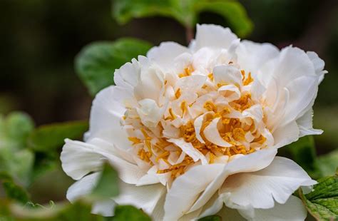Цветы Пион Завод - Бесплатное фото на Pixabay