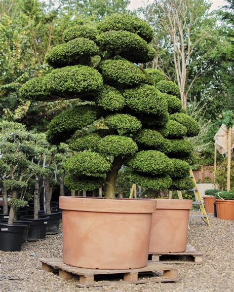 Buy Topiary - Pruned Plants Spain | ifplants