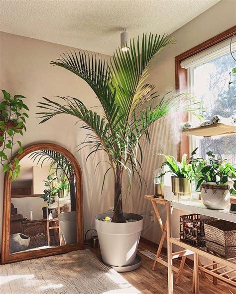Names Of Indoor Trees