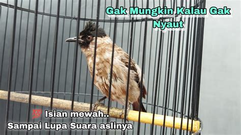 Suara Burung Kutilang Gacor Isian Prenjak YouTube