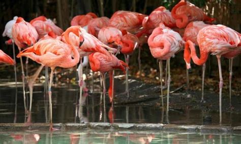 Pourquoi Les Flamants Roses Dorment Ils Sur Une Patte Et Sans Tomber