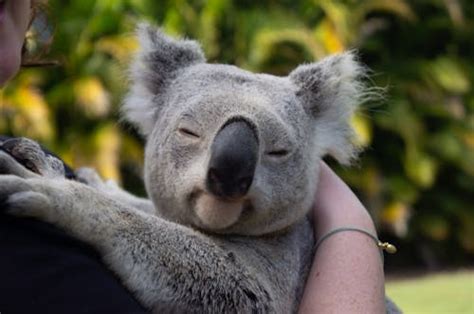 Koala Photos, Download The BEST Free Koala Stock Photos & HD Images