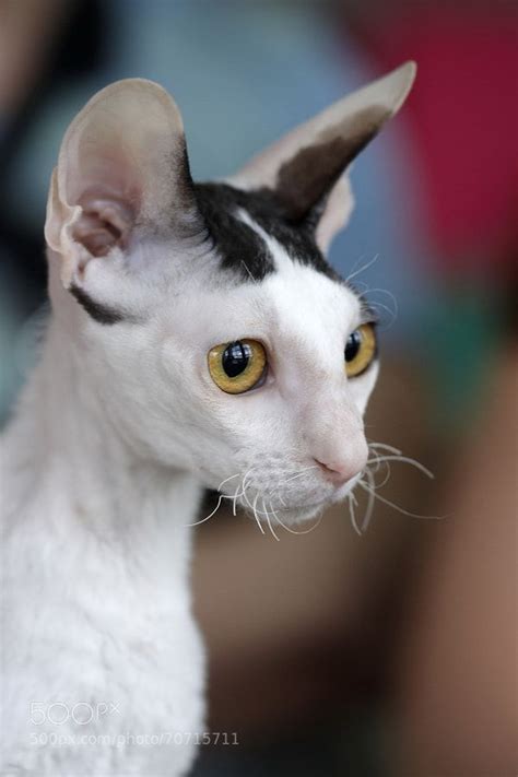 Cornish Rex Animais Fofos Bichinho Animais