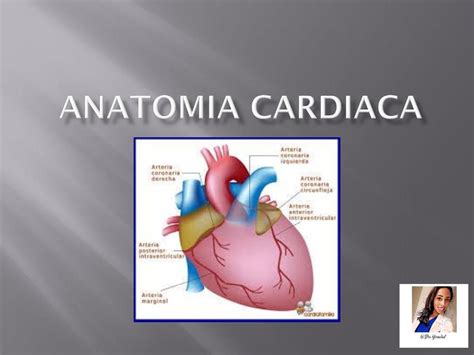 Anatomía Cardiaca Dra Yersalud uDocz