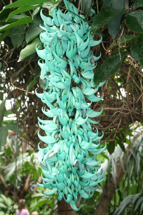 Philippines Jade Vine The Living Rainforest