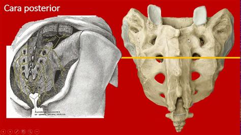Hueso Sacro Y CÓccix Youtube