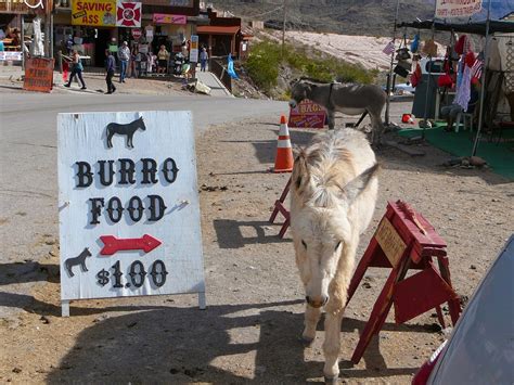 Equestrian Ink: The "Wild" Burros of Oatman, AZ