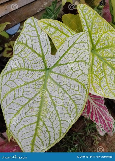 Esta Es Una Planta Ornamental Con Hojas Blancas Foto De Archivo