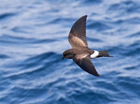 Oiseaux De Bord De Mer 13 Espèces à Découvrir