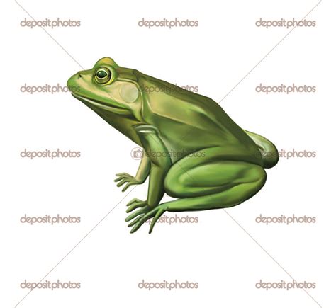 Green frog side view, Isolated on white — Stock Photo © artnature #43160811