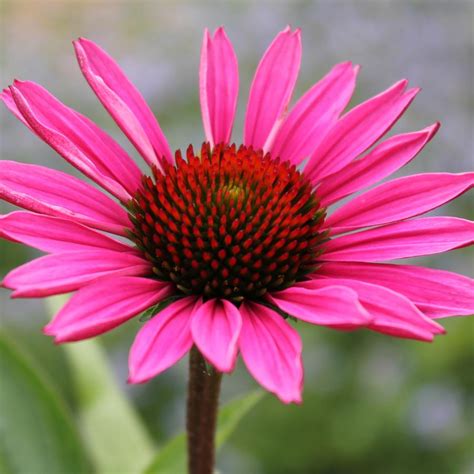 Echinacea Purpurea Fatal Attraction Coneflower From Hoffie Nursery