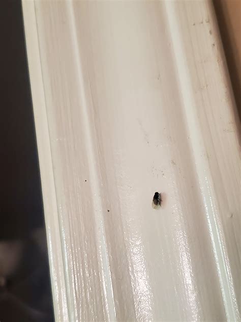 What are these tiny black flies?!?! They are small and all over my ...