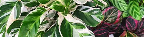 Plants With Variegated Leaves