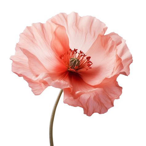 Poppy Flower Png Poppy Png Poppy Flower Transparent Background Ai