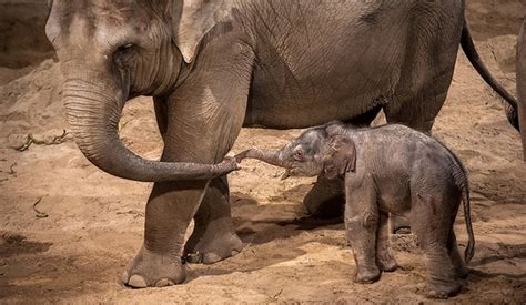 Newborn elephant makes first public appearance at Belgian zoo - Daily Sabah