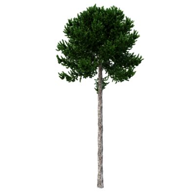 Realistic Tree PNGs for Free Download