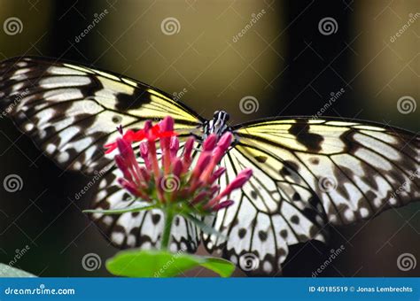 Borboleta De Monarca Branca Imagem De Stock Imagem De Monarca Jardim