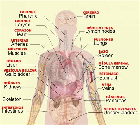 Body Diagram With Organs