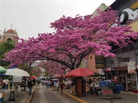 Fotos: Calles de San Pedro Sula embellecidas por las flores de macuelizo