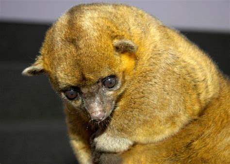 Kinkajou Monkey