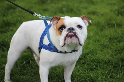 How To Put On A Dog Harness Growl Snarl Snap