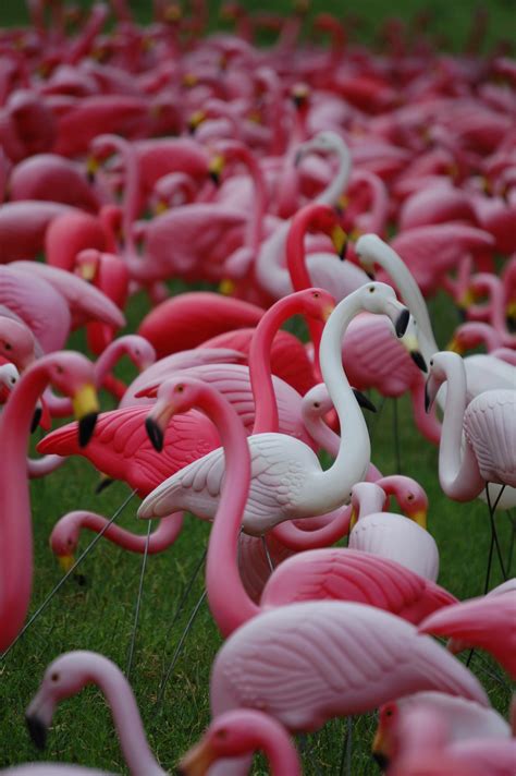 Flock of plastic flamingoes at a Garden Center in Austin, Texas Happy