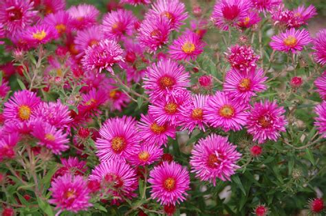 Vibrant Dome New England Aster Monrovia Plant