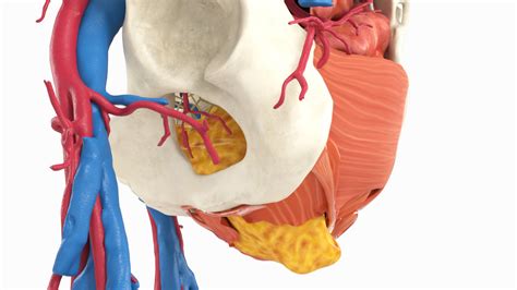 Custom 3d Anatomy Models Perineal Hernia Pelvic Floor Dysfunction