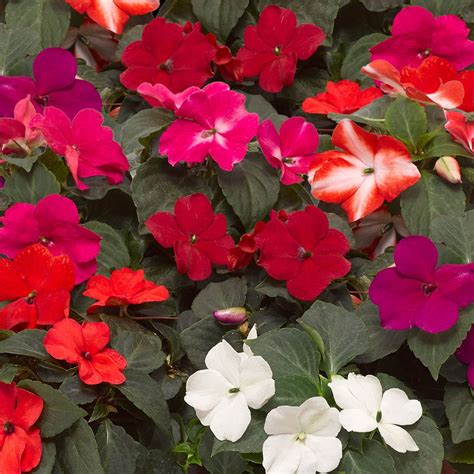 Imara Xdr Mix Impatiens Seeds Annual Flower Seeds