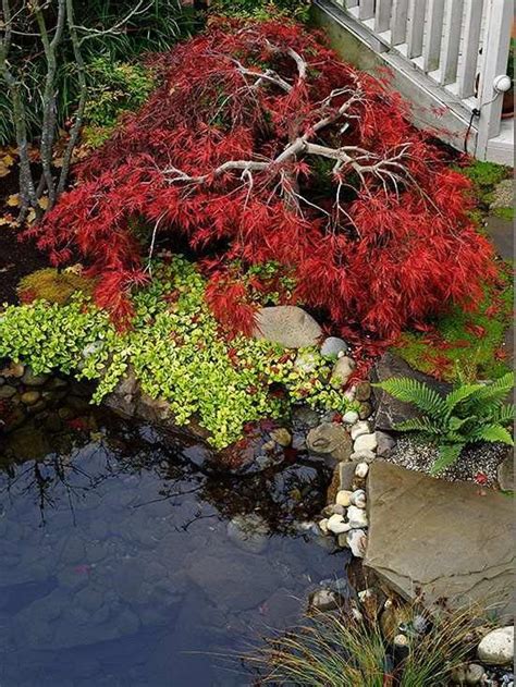 21 Beautiful Garden Japanese Maple Ideas You Must Look Sharonsable