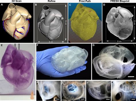 This Squishy D Printed Human Heart Feels Like The Real Thing Wired