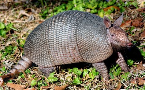 Forgetfulone: Armadillos - Texas State Animal