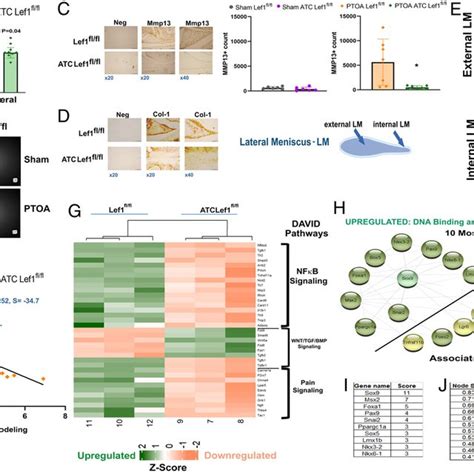 PTOA Induced ATC Sirt1 Fl Fl Mice Display Increased Mineralization Of