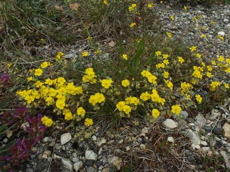 Helianthemum Nummularium Common Rock Rose Cistaceae