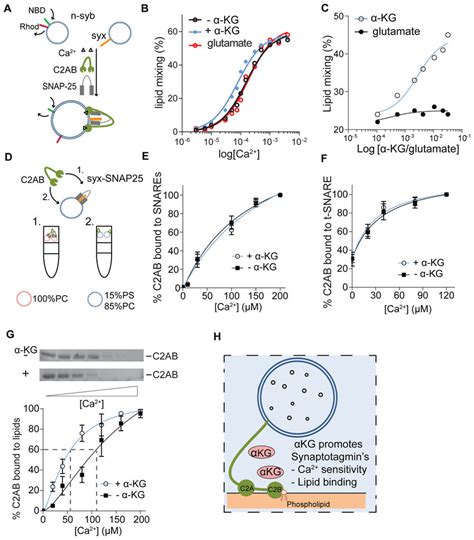 αkg Regulates Ca 2 Sensitivity Of Synaptotagmin1 And The Interaction